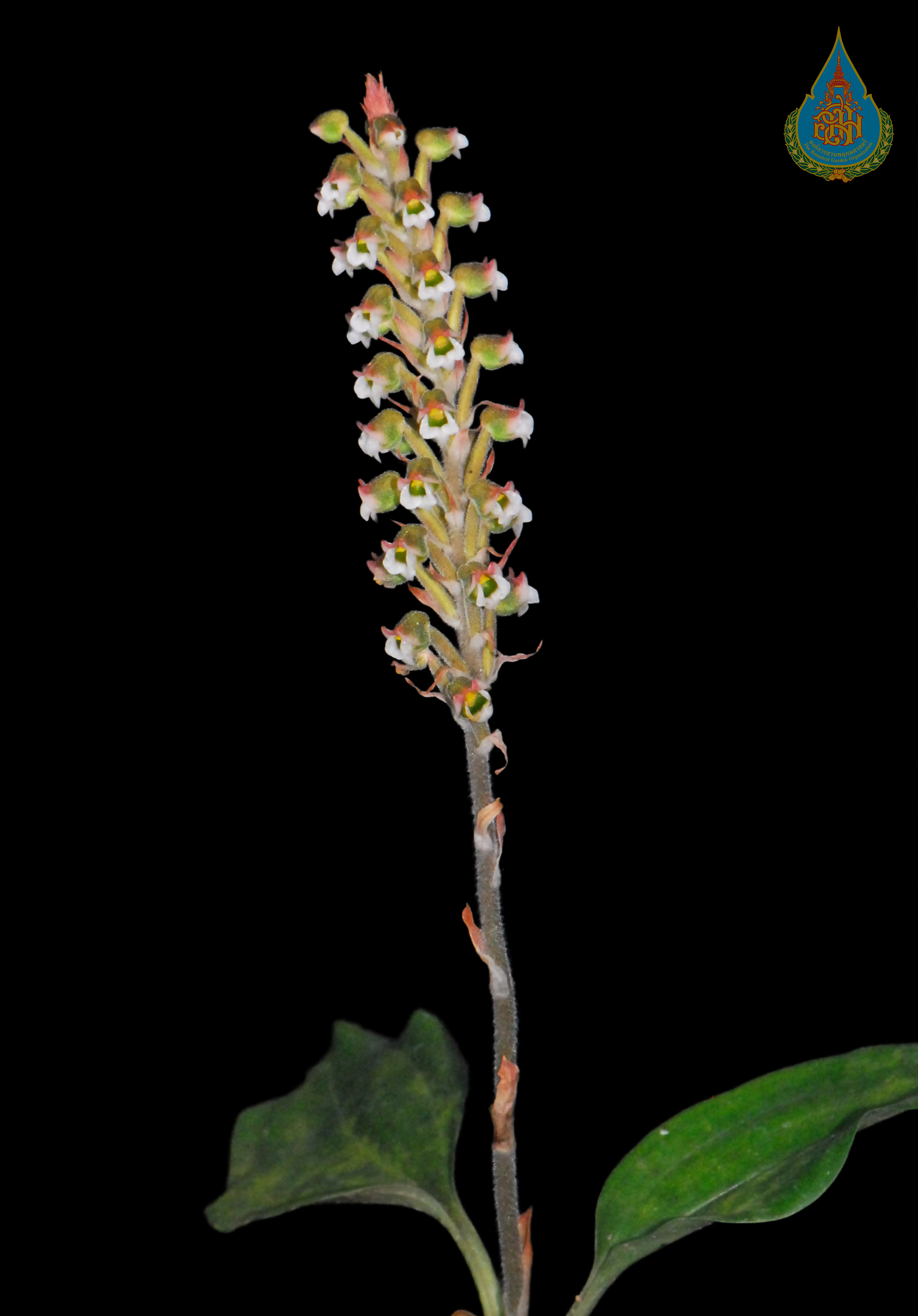 เอื้องดินดอกกลับ Hetaeria affinis (Griff.) Seidenf. & Ormerod<br/>ORCHIDACEAE